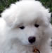 Winston