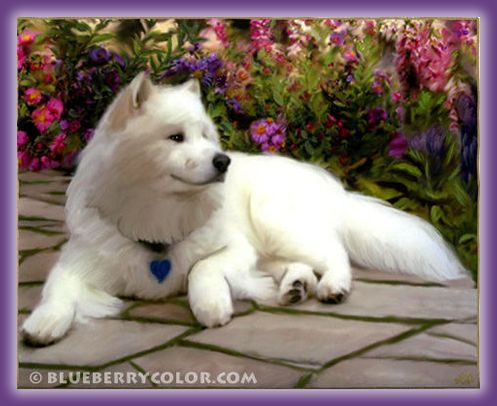  AM, International CH Holly 'N Bruin's Mischa, RE, CGC, HIC: Champion Samoyed